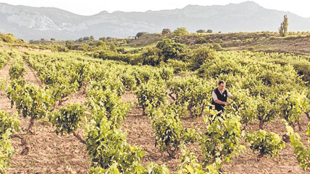 Una finca de uva en la Rioja Alavesa. | FOTO: PABLO JOSÉ PÉREZ