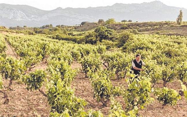 Una finca de uva en la Rioja Alavesa. | FOTO: PABLO JOS&Eacute; P&Eacute;REZ