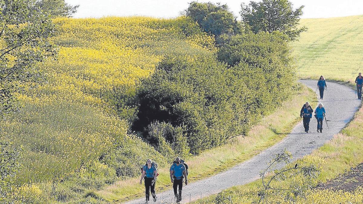 Peregrinos del Camino de Santiago entre Zizur Mayor y Guendulain.