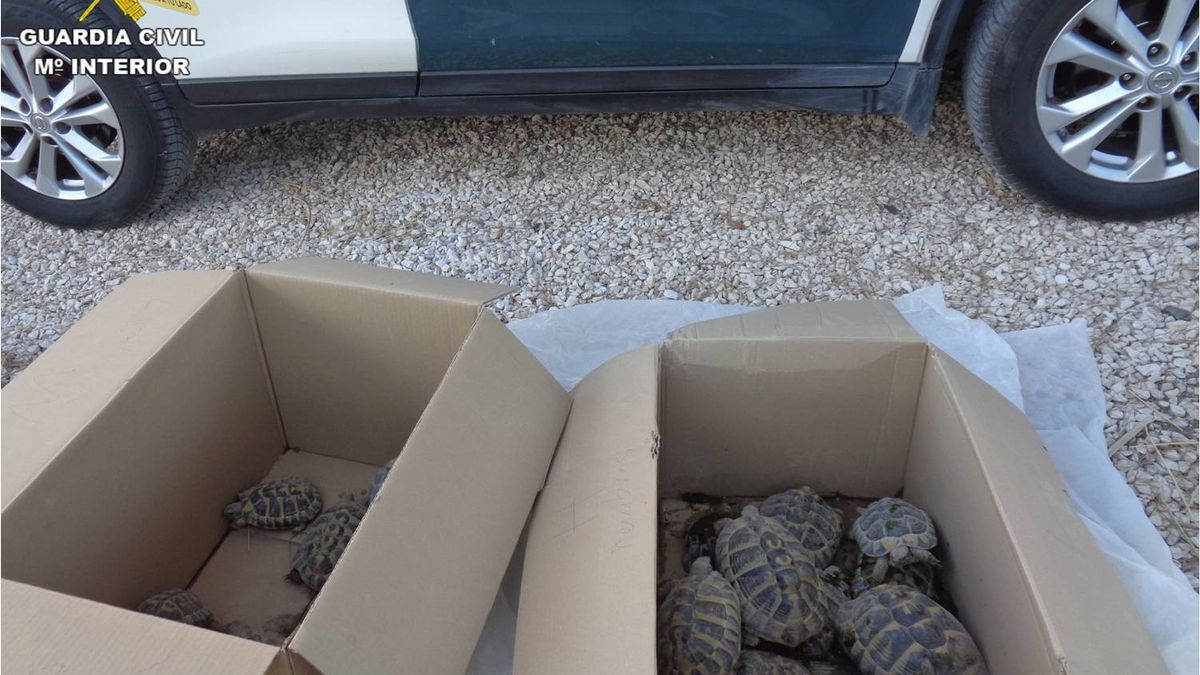Criadero ilegal de tortugas clausurado en Elche (Alicante).