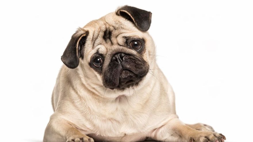 Un pug carlino posa ante la cámara.