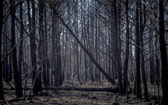 Es poco usual que se active una alerta amarilla por incendio en el mes de octubre.
