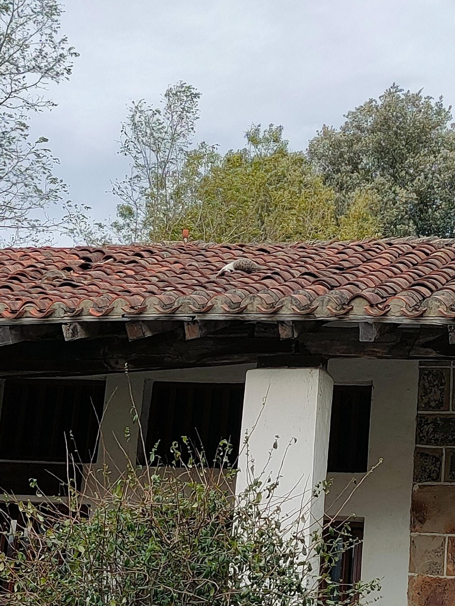 Los gatos han aparecido en el tejado dela ermita de San Martín