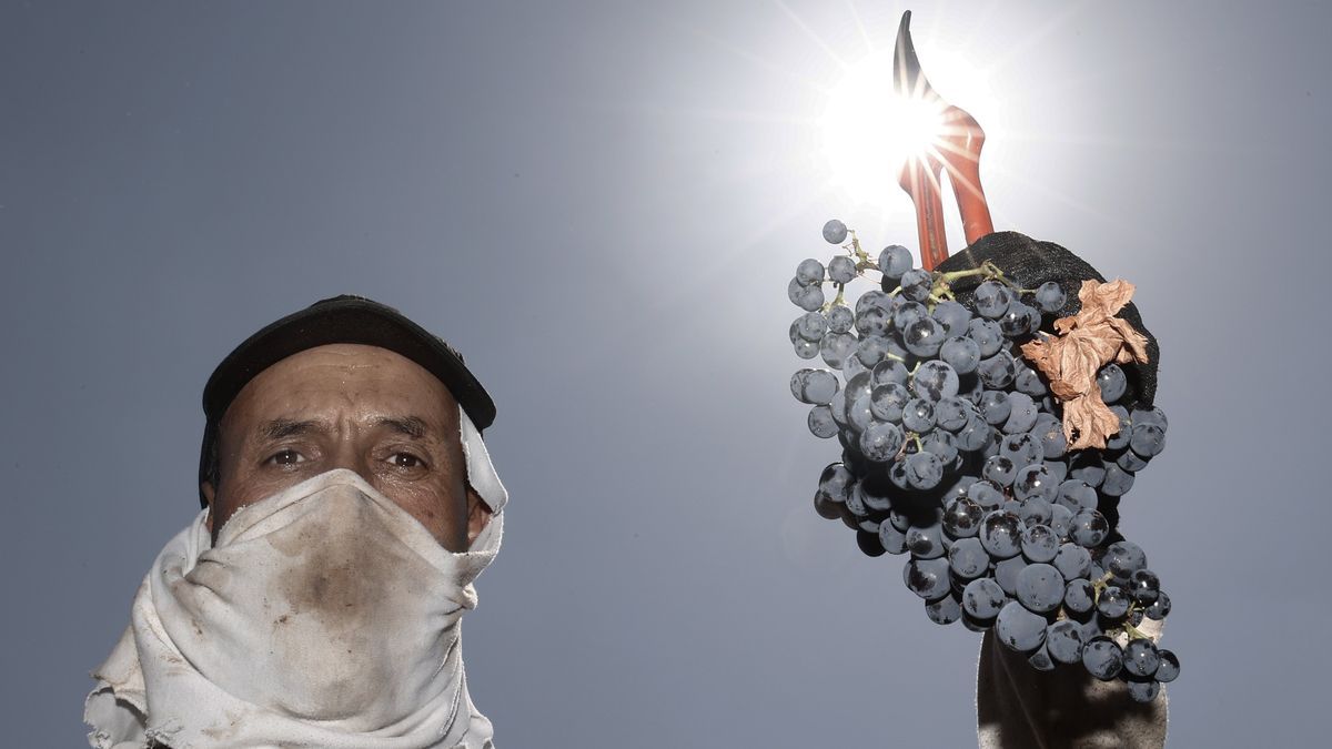 Imagen de la recogida de la uva