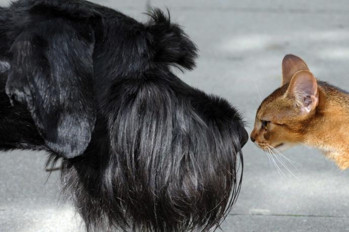 Un perro y un gato se olfatean mutuamente.