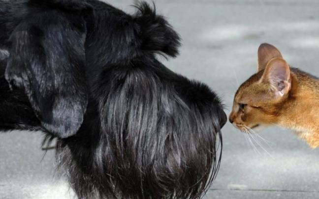Un perro y un gato se olfatean mutuamente. Un perro y un gato se olfatean mutuamente.