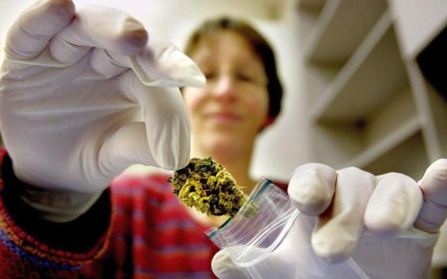 La primera farmacia de cannabis abierta en 2007 en el norte de Holanda, uno de los países pioneros en regular su uso medicinal. La primera farmacia de cannabis abierta en 2007 en el norte de Holanda, uno de los países pioneros en regular su uso medicinal.