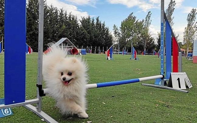 El Agility sirve para todas las razas. | FOTO: FNC El Agility sirve para todas las razas. | FOTO: FNC