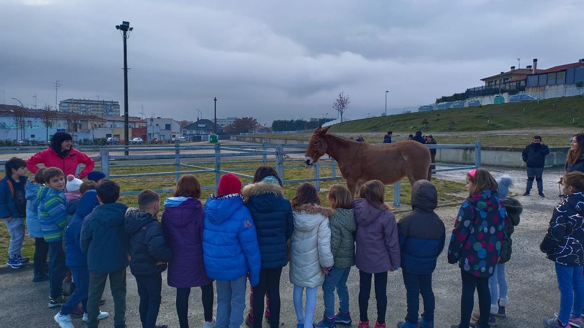 Alumnos y alumnas de la Ikastola Garcés de los Fayos observan a 'Pelegrina' la única mula de la feria caballar.