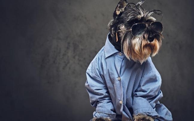 Un perro vestido con camisa de hombre y gafas de sol como si fuera una persona. Un perro vestido con camisa de hombre y gafas de sol como si fuera una persona.