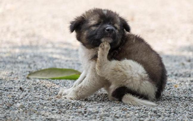 Una infestaci&oacute;n de pulgas puede suponer un serio peligro para las mascotas, en especial para los cachorros.