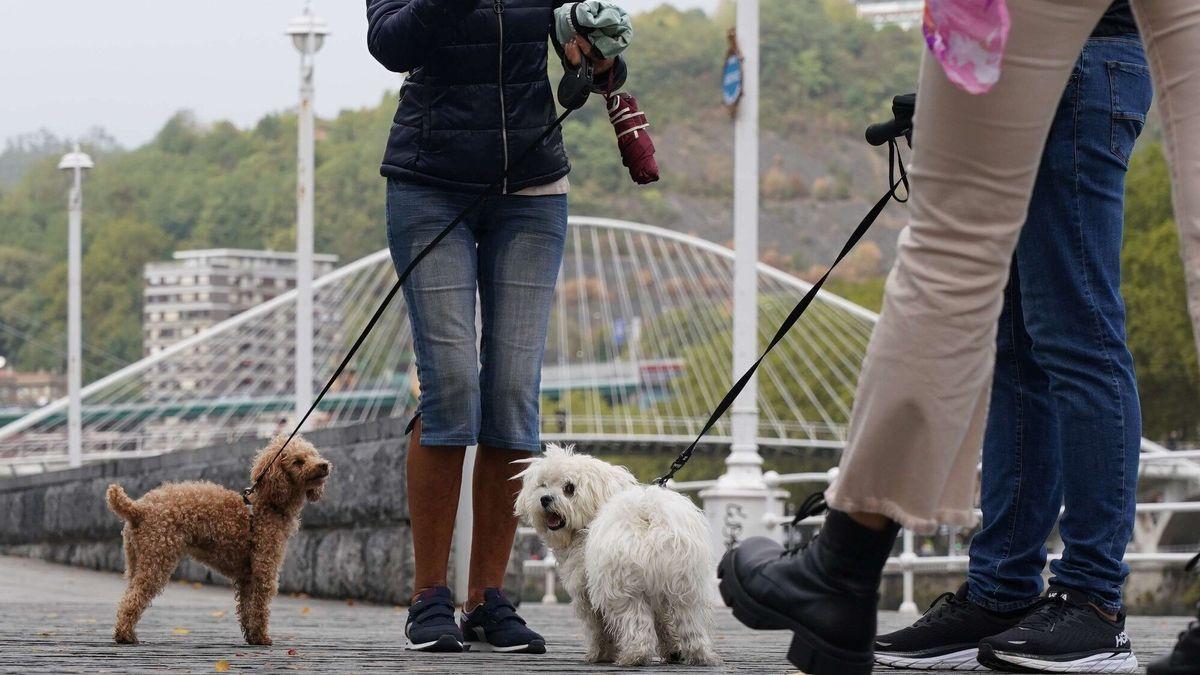 Varios perros paseando por las calles de la villa.