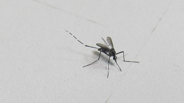 Un mosquito