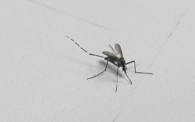 Un mosquito