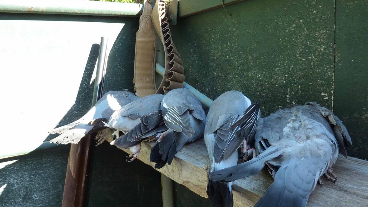 Vairas palomas abatidas en uno de los puestos de caza.