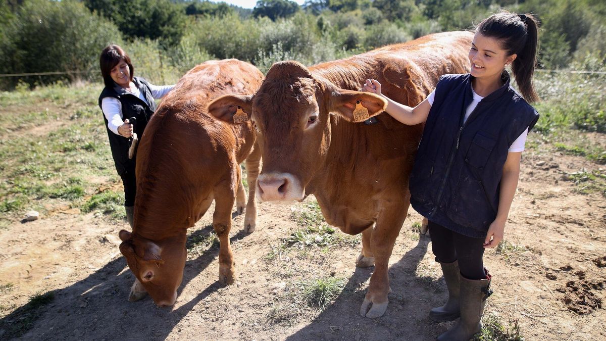 Oneka Zaballa, titular junto a su madre, Itziar, de la ganadería Fidel Abans, cepillando a las vacas