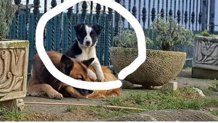 El anuncio en Facebook del perro perdido en Ariñez