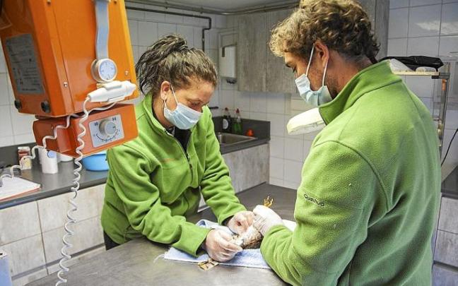 Personal de Martioda cura a un gavilán que ha colisionado contra un cristal. Foto: Jorge Muñoz