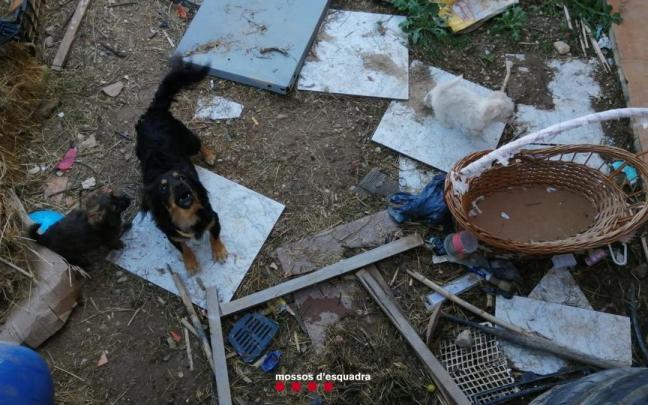 Imagen de los canes presuntamente abandonados y maltratados en Vila-sana (Lleida).