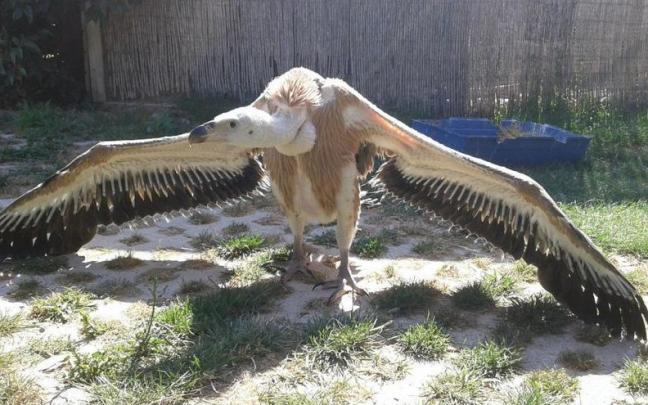 Un buitre, similar al ejemplar que llegó contagiado a Basabizi