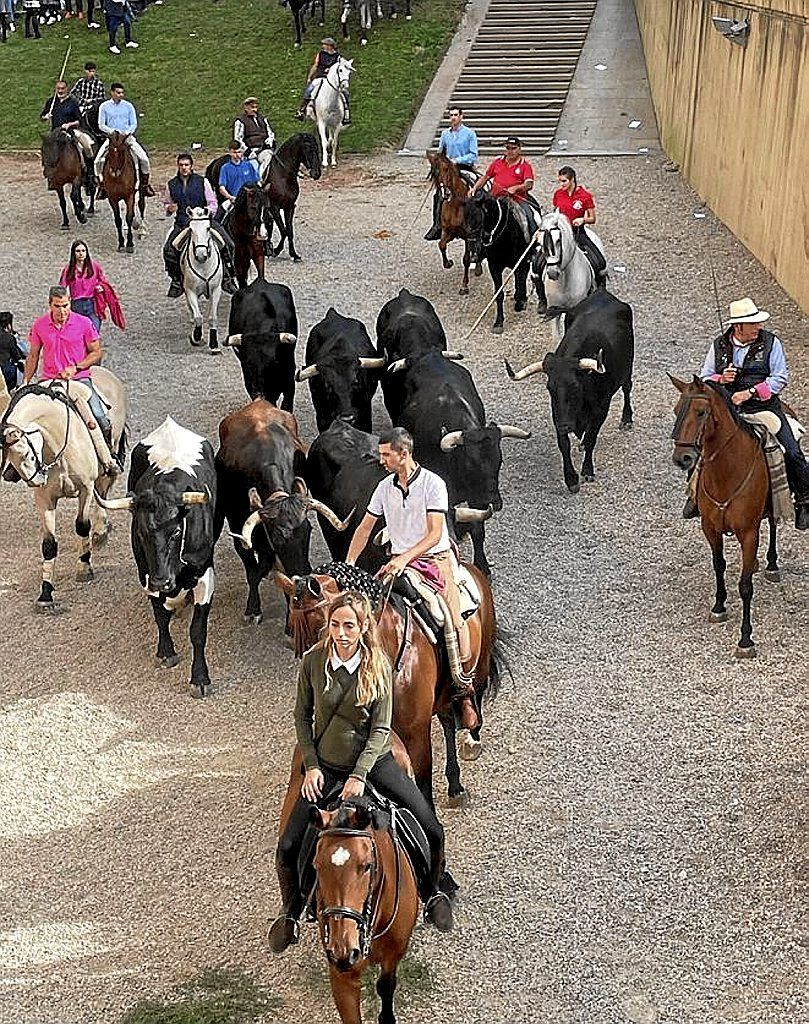 Demostración de herraje, junto al castillo marcillés.