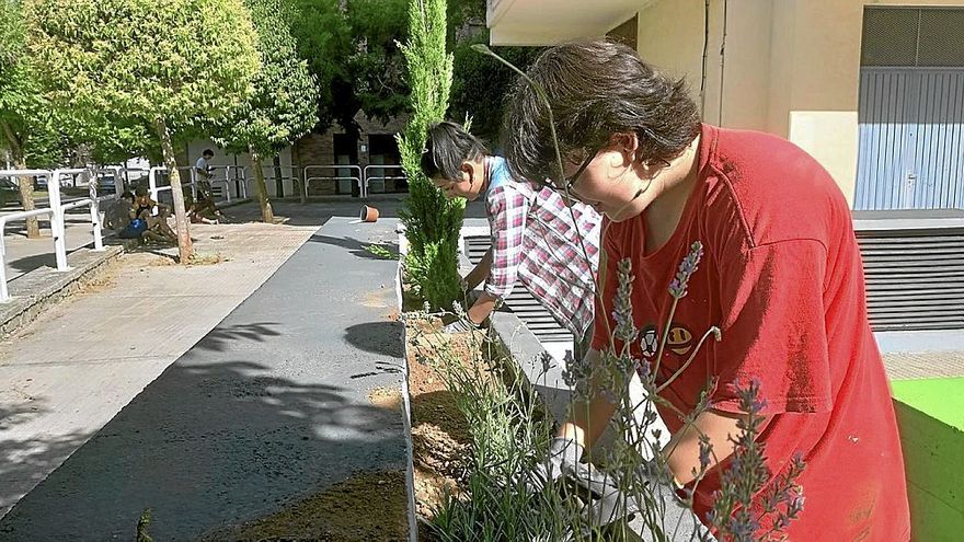 Plantación de nueve tipos de vivaces para embellecer la plaza.
