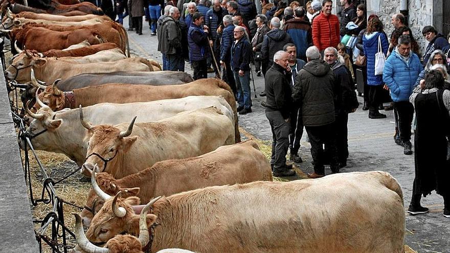 Más de 200 piezas de ganado se exhibieron en las calles de Lesaka.