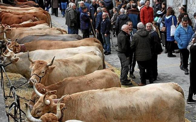 Más de 200 piezas de ganado se exhibieron en las calles de Lesaka.