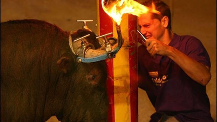 Imagen en la que un hombre pone sobre la cornamenta del toro el aparato que permite sostener el fuego.