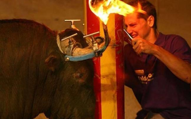 Imagen en la que un hombre pone sobre la cornamenta del toro el aparato que permite sostener el fuego. Imagen en la que un hombre pone sobre la cornamenta del toro el aparato que permite sostener el fuego.