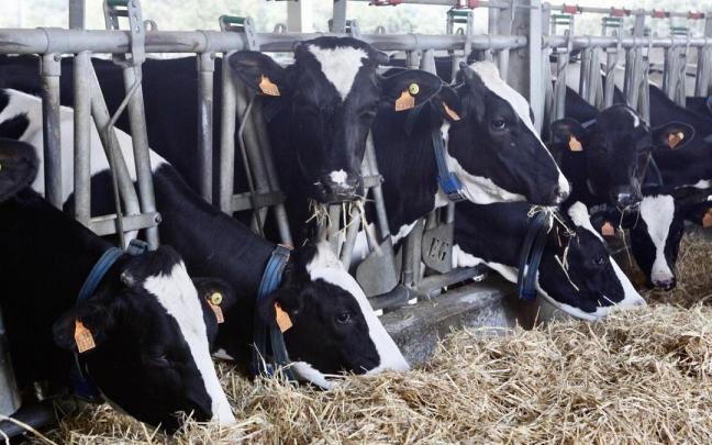 Explotación de ganado vacuno