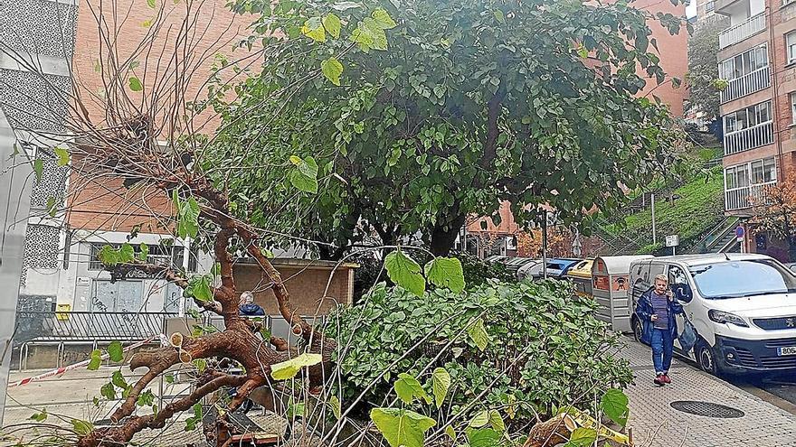 Un árbol de gran tamaño cae sobre un banco en Larratxo