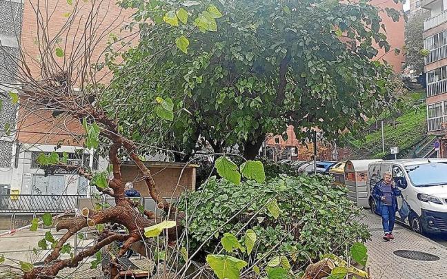 Un &aacute;rbol de gran tama&ntilde;o cae sobre un banco en Larratxo