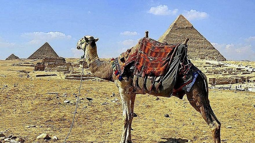 Un camello, esperando ante varias pirámides.