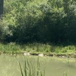 Uno de los microhumedales existentes en el entorno periurbano de Bilbao.