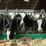 Los ganaderos recibirán subvenciones de hasta 15.000 euros en Gipuzkoa.