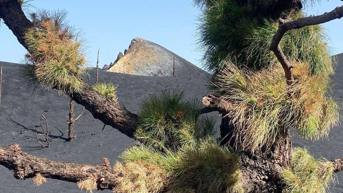 La Palma, una año después de la erupción volcánica