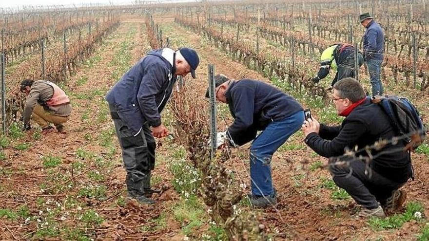 Trabajo en un viñedo de Rioja Alavesa.