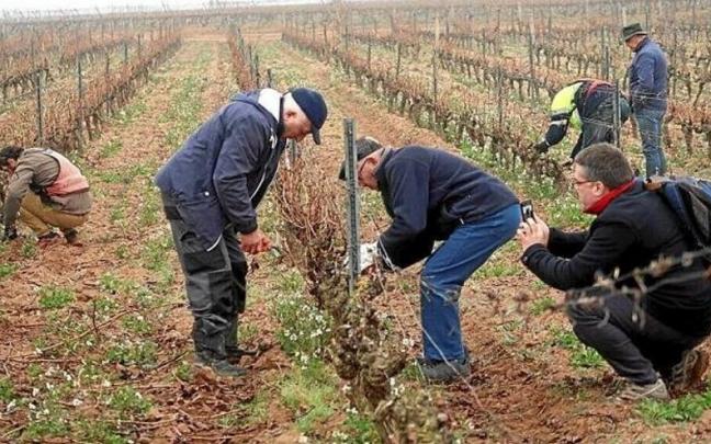 Trabajo en un viñedo de Rioja Alavesa. Trabajo en un viñedo de Rioja Alavesa.