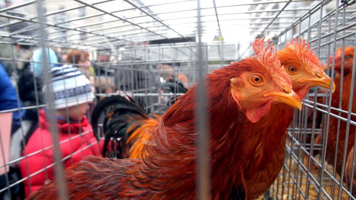 Exposición de aves en una edición anterior de la feria de Santa Lucía