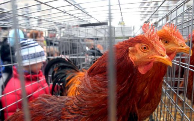 Exposición de aves en una edición anterior de la feria de Santa Lucía