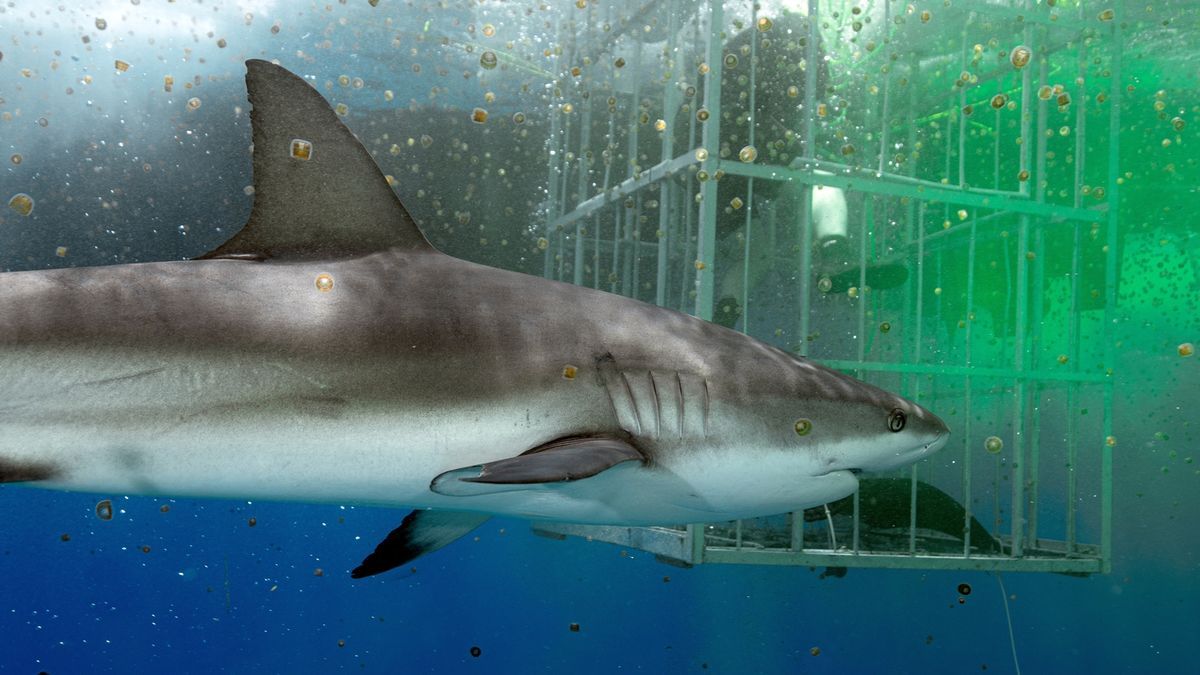 Imagen de uno de los documentales que se emiten en la ‘Shark Week’.