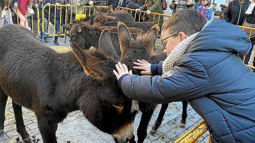 Un niño acaricia los burros expuestos en la plaza Zaharra.