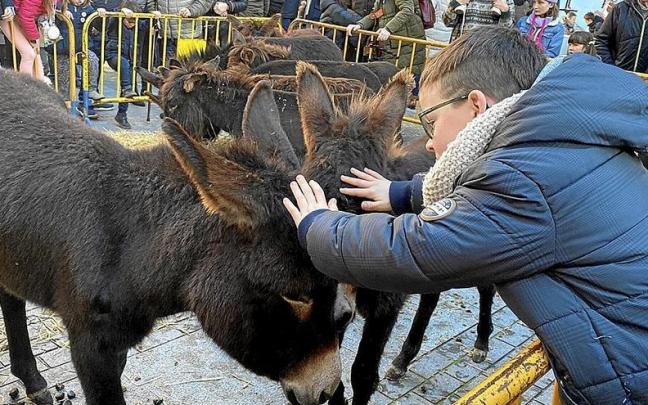 Un niño acaricia los burros expuestos en la plaza Zaharra. Un niño acaricia los burros expuestos en la plaza Zaharra.