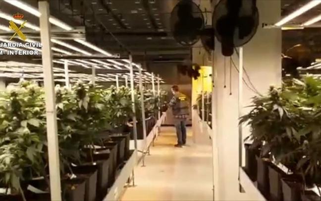 Plantación de marihuana de la organización desarticulada. Plantación de marihuana de la organización desarticulada.
