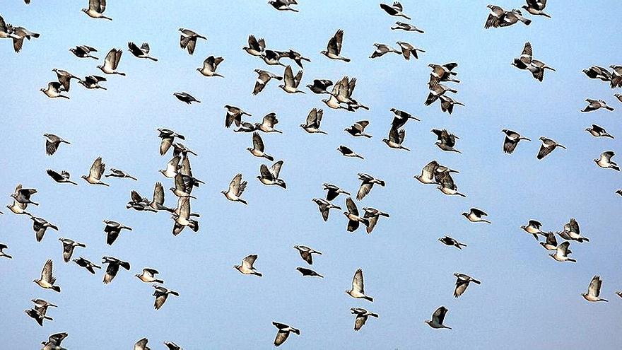 Bando de palomas torcaces.