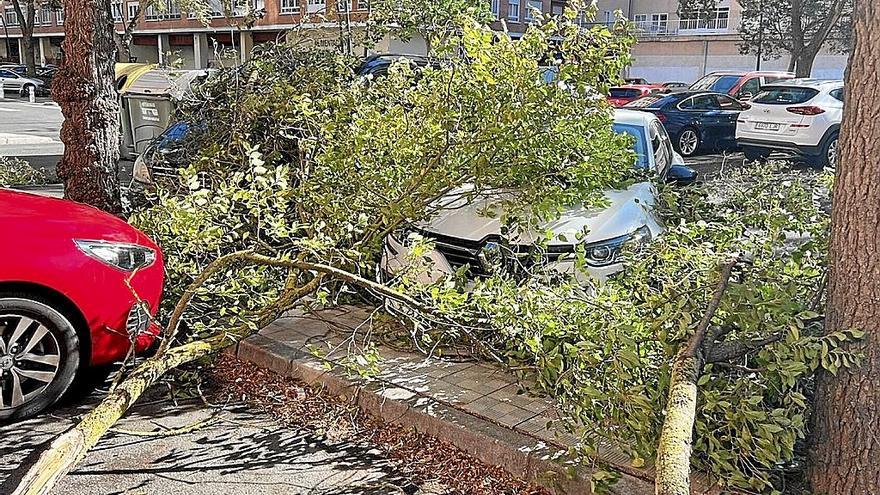 Destrozos del vendaval de los últimos días. | FOTO: A.L./CEDIDA