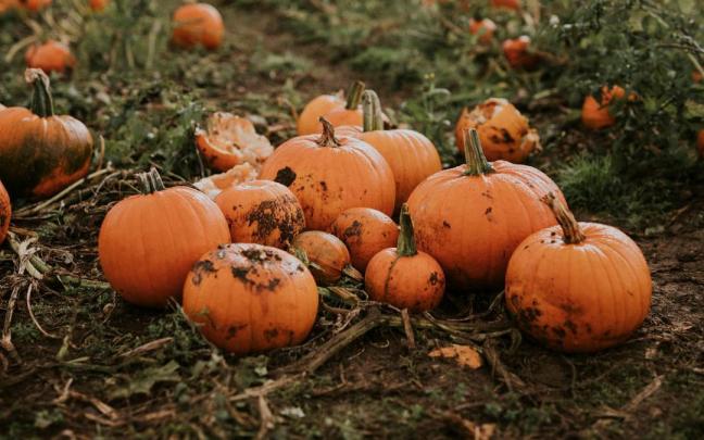 Calabazas recolectadas en otoño. Calabazas recolectadas en otoño.