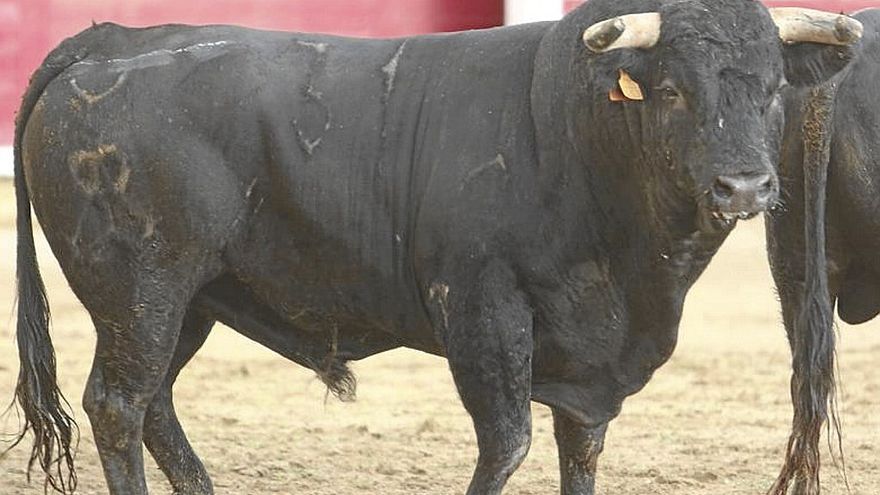 Nº 31. granado. Negro. Nacimiento: Abril/2017. Guarismo: 7. Cinqueño. Toro para rejones del hierro de Rosa Rodrigues.