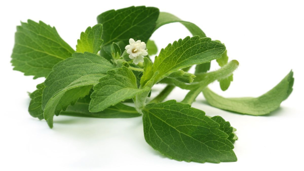 Manojo de hojas y flor blanca de la stevia.